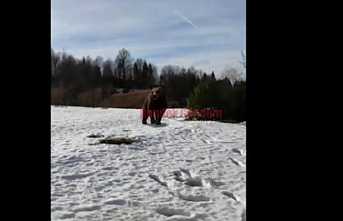 Aç Kalan Ayı Mahalleye İndi