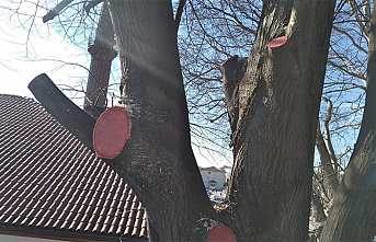 Hendek’te Ağaçlara Özel Koruma