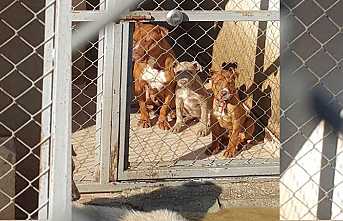 Pitbull Sahibine 44.946 TL Ceza