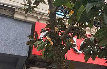 Hendek Belediyesinden Ağaç Uyarısı