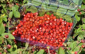Dağ Çileği Hasadı Gecikmeli Başladı