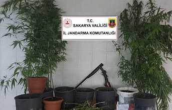 Hendek'te 30 Kök Kenevir ve 1,5 Kg Esrar Ele Geçirildi