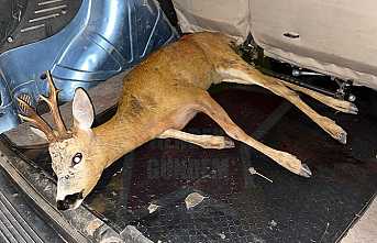 Yaralı Yavru Geyik Yetkililere Teslim Edildi