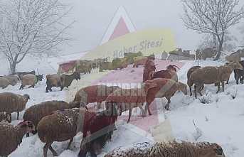 Kar Yağışı Zirvede Etkili Oldu