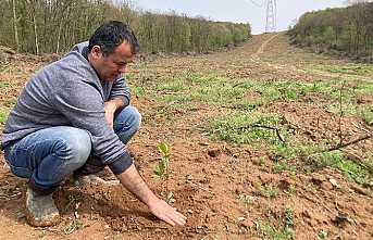 Dikilen Defne Fidanları Büyümeye Başladı
