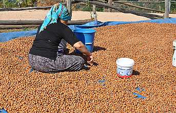 Fındık Destekleme Ödemeleri Başlıyor