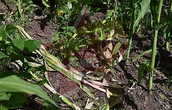 Domuz Sürüleri Korkutuyor