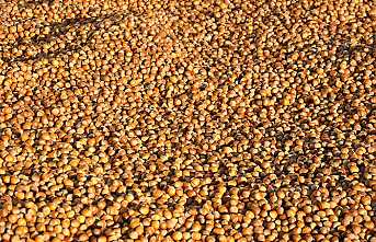 Cumhurbaşkanı Erdoğan fındık alım fiyatlarını açıkladı