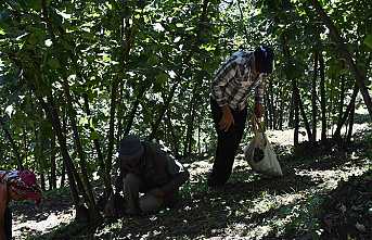 Fındık'ta Erken Hasat Uyarısı