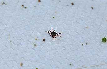 Keneler Yoğun Şekilde Sahaya İndiler