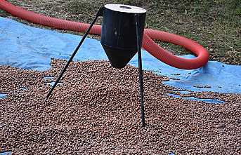 Fındık Destek Ödemeleri Başlıyor