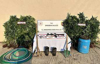 147 Kök Kenevir Ele Geçirildi