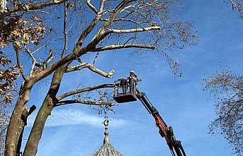 Tehlike Oluşturan Dallar Temizlendi