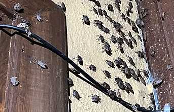 Binlerce Kokarcanın İstila Kabusunu TUTSAK Bitirdi