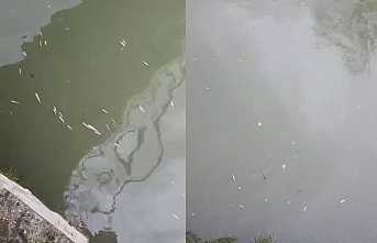 Hendek’te Uludere Çayında Binlerce Balık Öldü