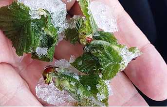 Meteoroloji’den Soğuk Hava ve Zirai Don Uyarısı