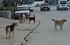 BAŞI BOŞ GEZEN KÖPEKLER VATANDAŞLARI TEDİRGİN EDİYOR