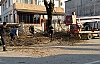 Cadde ve Bulvarlardaki Ağaçlar Budanıyor