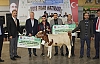 En güzel Buzağı Seçildi