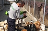 Hayvanlarımız Sahipsiz Değil