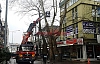 KEMALPAŞA CADDESİNDE ASIRLIK ÇINAR AĞAÇLARI BUDANIYOR