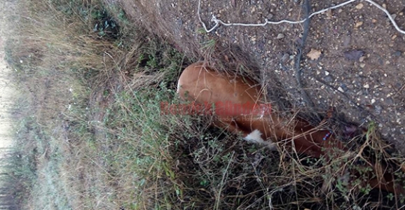 Yapılmayan Yoldan Kanala İnek Düştü