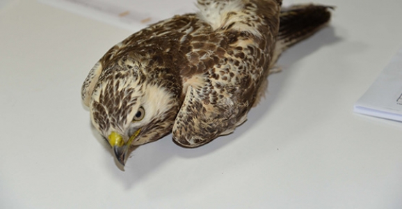 YARALI DOĞAN VE MARTI TEDAVİ EDİLDİ