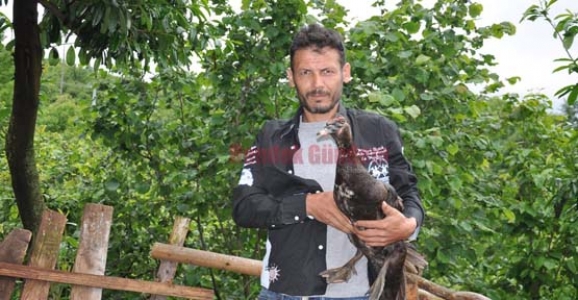 YARALI ÖRDEĞİ EVİNDE BESLİYOR