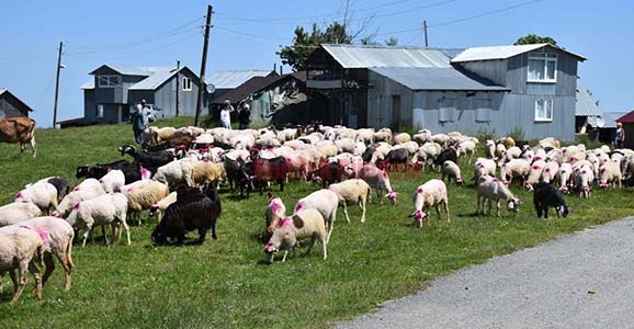 Yaylalara Göç Başlıyor