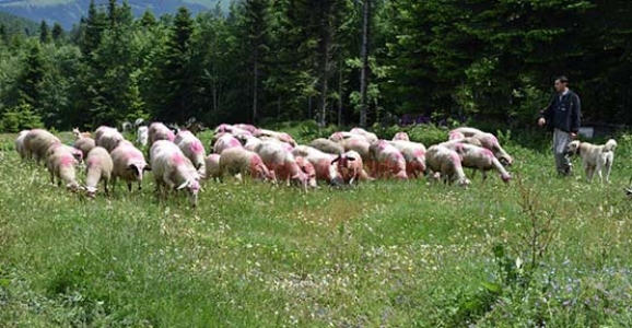 YAYLAYA GÖÇ BAŞLADI