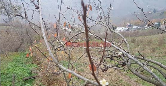 Yaz Meyvesi Kasımda Çiçek Açtı