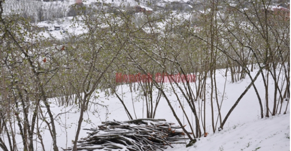 ZİRAİ DON RİSKİNE DİKKAT