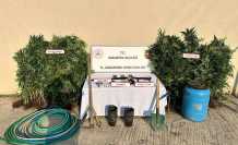 147 Kök Kenevir Ele Geçirildi