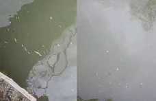 Hendek’te Uludere Çayında Binlerce Balık Öldü