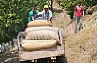 2013 FINDIK ALIMI BAŞLADI