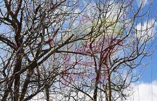 Ağaçlar Mevsimleri Şaşırdı