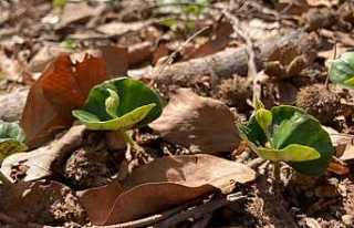Kayın Gençlikleri Boy Gösterdi