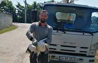 Leylek SEDAŞ Ekiplerince Kurtarıldı