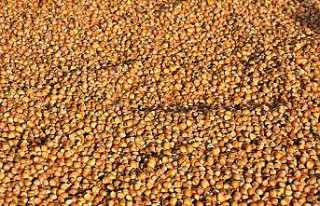 2021 yılı için fındık alım fiyatı açıklandı