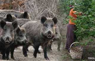Fındık Toplarken Domuz Saldırdı