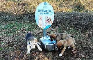 Büyükşehir Can Dostların Yanında