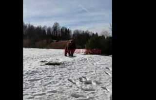 Aç Kalan Ayı Mahalleye İndi