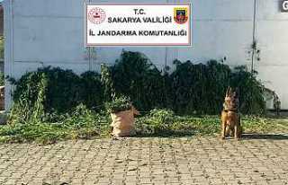 Hendek'te Hasat Vakti! Ormanda Fotokapana Takıldı