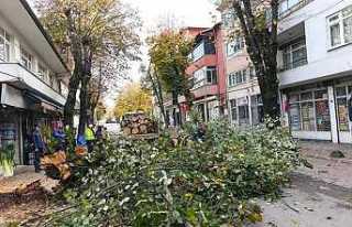 Dal Budama ve Temizlik Çalışmalarını Sürdürüyor
