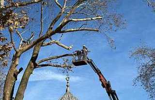 Tehlike Oluşturan Dallar Temizlendi