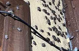 Binlerce Kokarcanın İstila Kabusunu TUTSAK Bitirdi