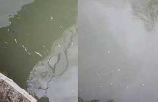 Hendek’te Uludere Çayında Binlerce Balık Öldü