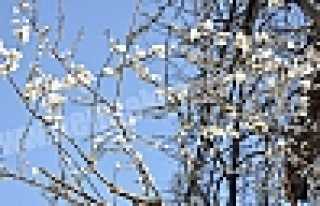 AĞAÇLAR ÇİCEK AÇTI