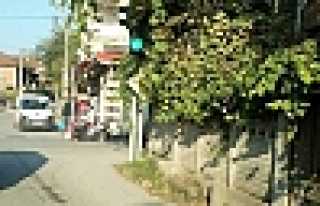 AĞAÇLARIN KAPATTIĞI TRAFİK IŞIKLARINA ŞİKÂYET