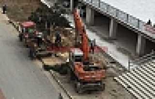 Ağaçların Sökülmesine Sert Tepki